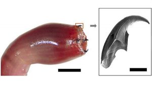 Kan Kurtlarının Metal Dişlerinin Gizemi Çözüldü