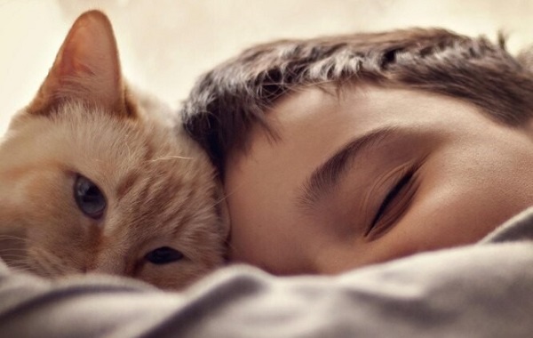 Çocukken Kedi Sahibi Olan Erkeklerin Psikoz Riski Daha Yüksek Çıktı
