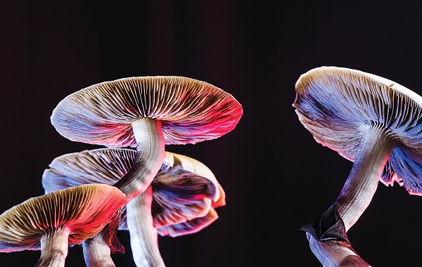 We May Finally Know How Magic Mushrooms Work to Relieve Depression