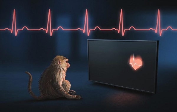 Interoception: Rhesus Monkeys Can Perceive Their Own Heartbeat