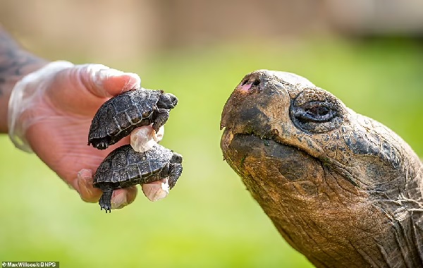 Two adorable Giant Galapagos tortoises are born at a British zoo for the first time, fathered by 'Dirk' – a 70-year-old male in 'peak physical condition'