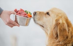 Vegan Beslenen Köpekler