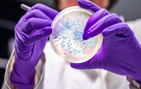 Scientists engineer a bacteria to produce a drug used to treat Parkinson’s disease