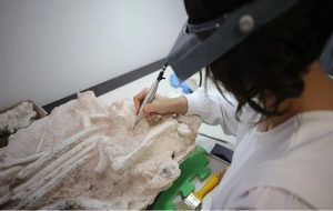 Milyon Yıllık Fosiller