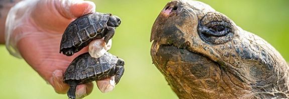 Nesli Tükenmekte Olan 70 Yaşındaki Dev Galapagos Kaplumbağası Baba Oldu