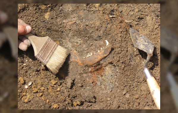 İngiliz Koloniciler Yerli Amerikalıların Köpeklerini Öldürdü ve Yedi