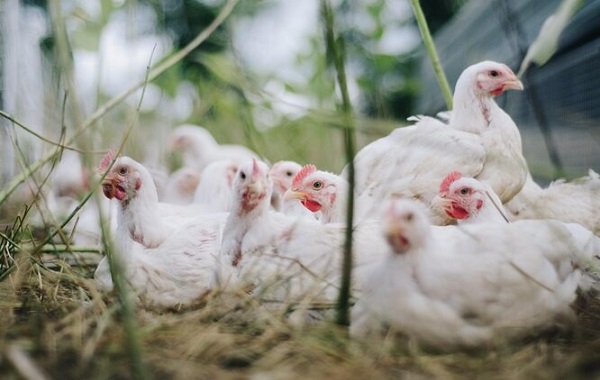 Çin İlk H3N8 Kuş Gribi İnsan Vakasını Bildirdi