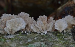 Mushrooms May “Talk” To Each Other And Have Vocabulary Of 50 “Words”