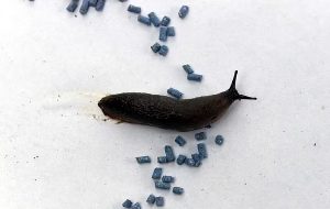 Slug pellets are outlawed from today... so gardeners are advised to kill them with BEER instead