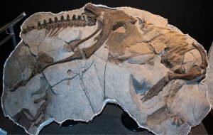 Scientists unearth a fossil of a dinosaur killed in an asteroid impact