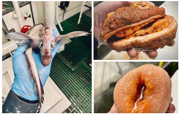 Bir Balıkçının Yakaladığı Tuhaf Canlılar 'Yavru Ejderha ve Burger' Gibi Görünüyor