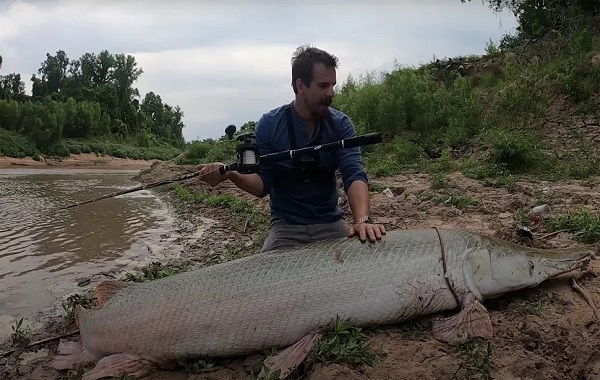 Colossal 300-pound alligator gar caught (and released) in Texas bayou