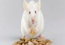 A Single Hormone That Can Help Increase Lifespan Has Been Identified in Mice