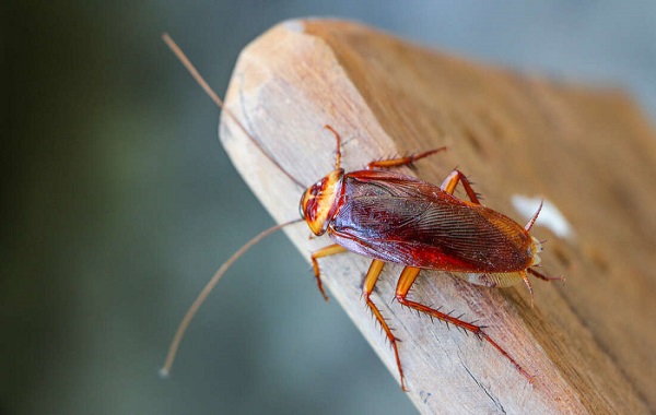 Breakthrough CRISPR Technique Allows Genetic Editing Of Cockroaches