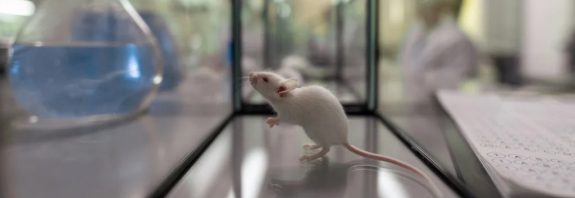 Effects of Aging Have Been Reversed by Putting Young Mouse Poop in Old Mice