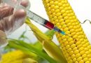 Bilim İnsanları Açıkladı: Bitkilerin Daha Hızlı Mahsul Vermesi Sağlanarak Gıda Kıtlığı Önlenebilir