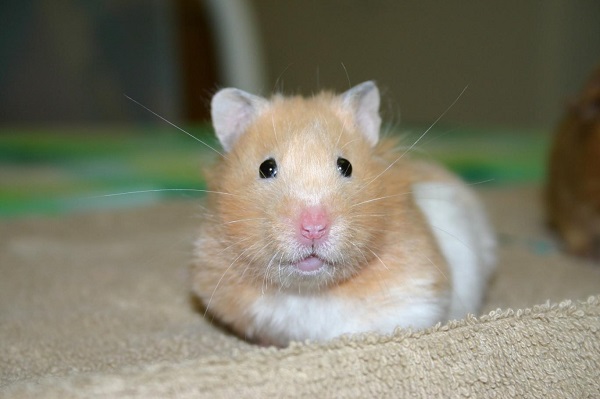 Genetiği değiştirilen hamsterlar agresif ve saldırgan hayvanlara dönüştü