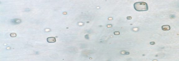 830-Million-Year-Old Microorganisms Found in Australian Halite