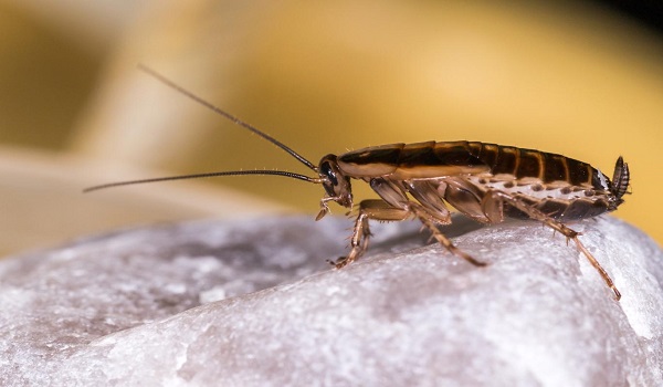 Bilim insanları gen düzenleme teknolojisiyle "mutant" hamamböcekleri üretti