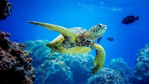Kaplumbağalar Okyanusta Yön Bulmak İçin Dünya'nın Manyetik Alanından Yararlanıyor