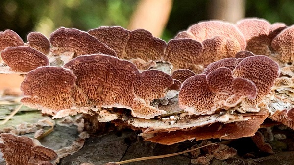 Bu Mantarın 17.000den Fazla Cinsiyeti Var