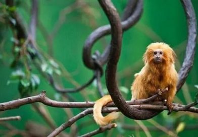 Maymun Çiçeği Virüsü Dünyayı Alarma Geçirdi
