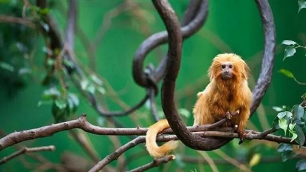 Maymun Çiçeği Virüsü Dünyayı Alarma Geçirdi