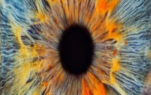 Scientists Have Revived a Glimmer of Activity in Human Eyes After Death
