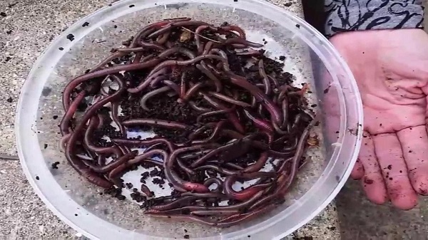 30 Santimetre Zıplayabilen "Çılgın" Solucan İstilası ABD'yi Alarma Geçirdi