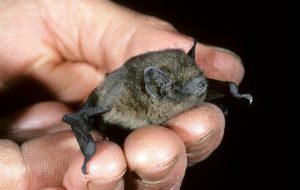 Bu Küçücük Yarasa İki Kıtayı Rekor Bir Hızla Uçtu