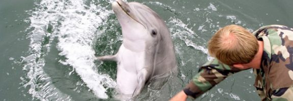 Rusya Donanmasını Korumak İçin Askeri Eğitimli Yunusları Çalıştırıyor