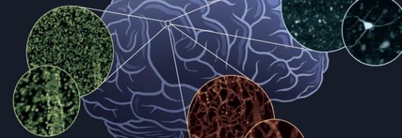 İnsan Beyninin Detaylı