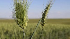 Çiftçilerin büyük verim elde ettiği Siyez buğdayının, Türkiye'nin buğday sorunu kapatacağını ve ihraç da edilebileceğini söyledi.