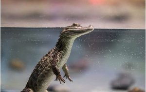 Ancient crocodile found in Peru sheds new light on their origin