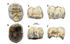 Fossil Tooth Of Young Female Is First Evidence Of Mysterious Denisovans In Southeast Asia