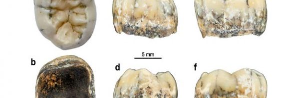 Fossil Tooth Of Young Female Is First Evidence Of Mysterious Denisovans In Southeast Asia