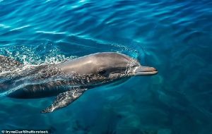 Pee pals! Dolphins can recognise their friends by tasting their URINE, study reveals