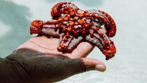 Bir Paleontoloji Aşığı 510 Milyon Yıllık İnanılmaz Bir Keşif Yaptı