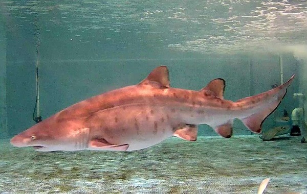 Suni Tohumlama İle Doğan Dünyanın İlk Kum Kaplanı Köpek Balığı Yavrusu Rip ile Tanışın