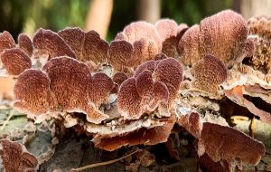 This Fungus Has More Than 17,000 Sexes