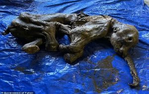 Most complete baby mammoth in North America is FOUND Female calf that lived some 30,000 years ago in Yukon was frozen in permafrost that kept its skin intact