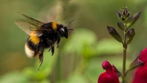 Kaliforniya Mahkemesi Arıların Balık Olarak" Sınıflandırılabileceğine Karar Verdi