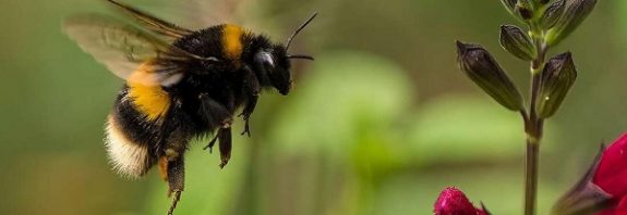 Kaliforniya Mahkemesi Arıların Balık Olarak" Sınıflandırılabileceğine Karar Verdi