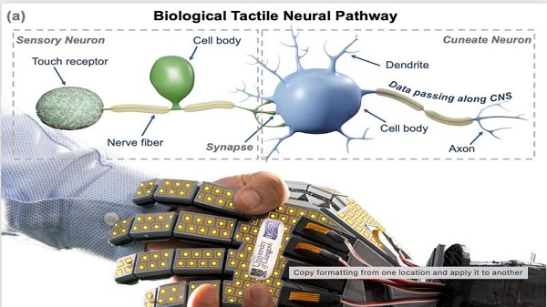 Bilim insanları “acı hissedebilen” yapay cilt geliştiriyor