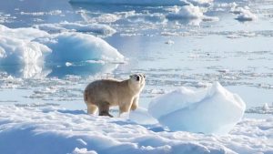 Grönland'da Bazı Kutup Ayıları Buzulların Erimesine Adapte Olup, Avlanabiliyor
