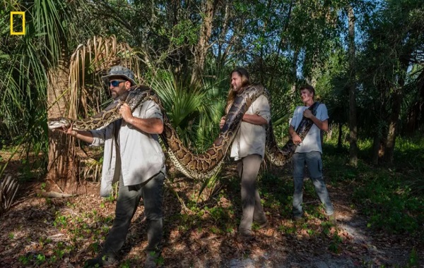 Largest python ever found in Florida is 18 feet long and weighs a whopping 200 pounds