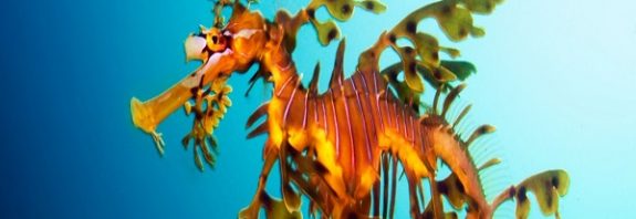 Sea Dragons Are Incredibly Strange Creatures, And We May Finally Know Why