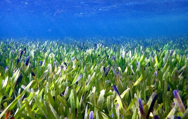 Avustralya kıyılarında dünyanın en büyük bitkisi keşfedildi: 20 bin futbol sahası büyüklüğünde