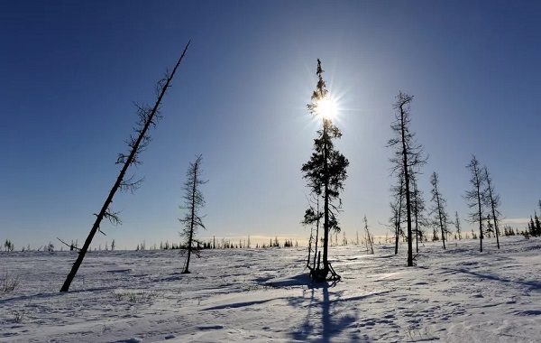 Siberian tundra could vanish in less than 500 years
