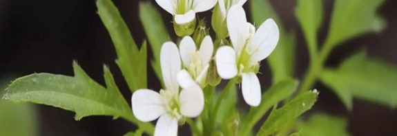 Plants Appear to Be Breaking Biochemistry Rules by Making 'Secret Decisions'